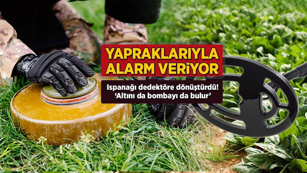 Ispanağı dedektöre dönüştürdü! Kimyasalları yakalıyor…