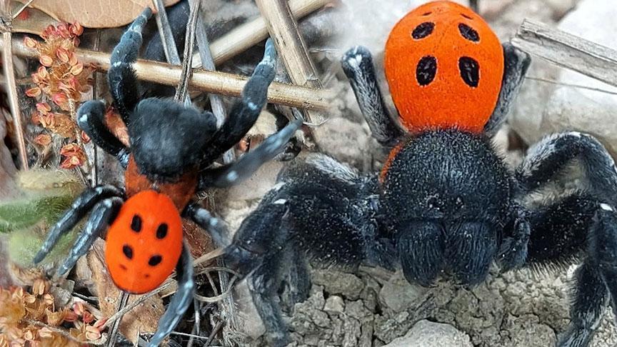‘Kırmızı listede’ yer alıyor! Dünyada ender rastlanan tür Çanakkale’de görüldü