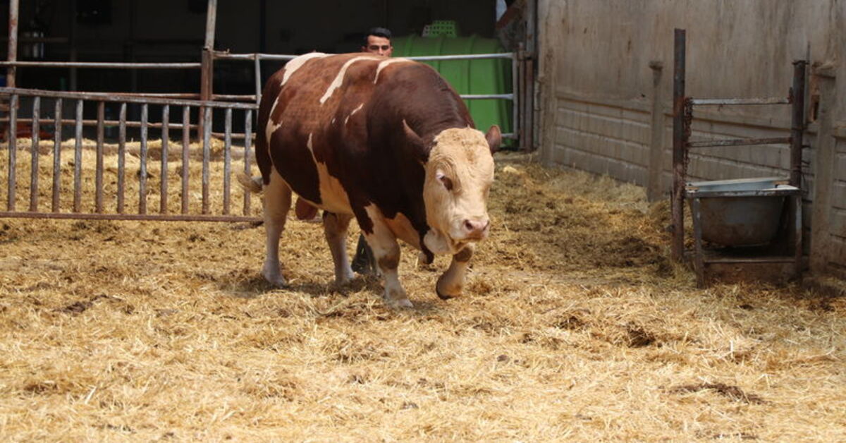 Kurban bayramı yaklaşıyor… Adı: Poyraz… Ağırlığı: 1.5 Ton! Fiyatı cep yakıyor!