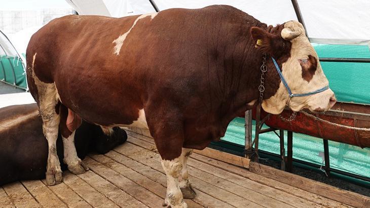 Kurban pazarının gözdesi ‘şampiyon’ oldu! Tam 1 ton 150 kilo ağırlığında: İşte fiyatı…