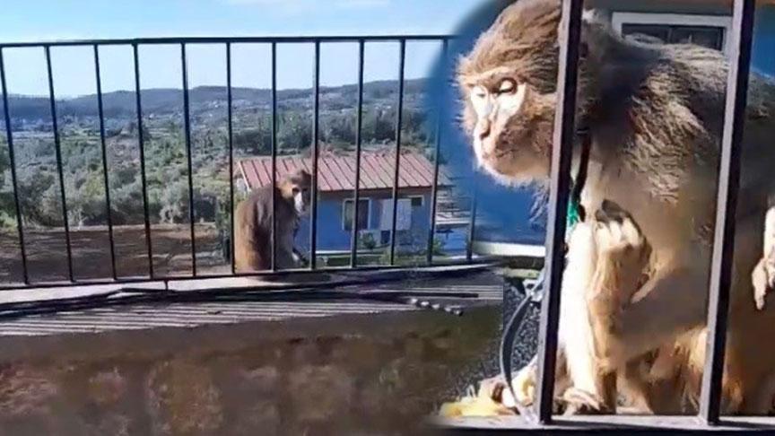 Muğla’da kaçak maymun paniği! Ekipler alarma geçti