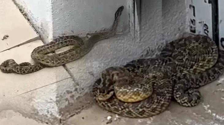 Okula girmeye çalışan devasa yılan panik yarattı!