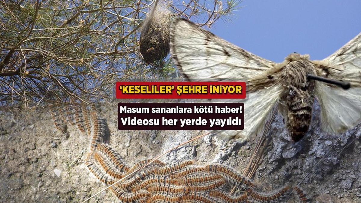 Videosu her yerde yayıldı! Masum sananlara kötü haber: ‘Keseliler’ şehre iniyor
