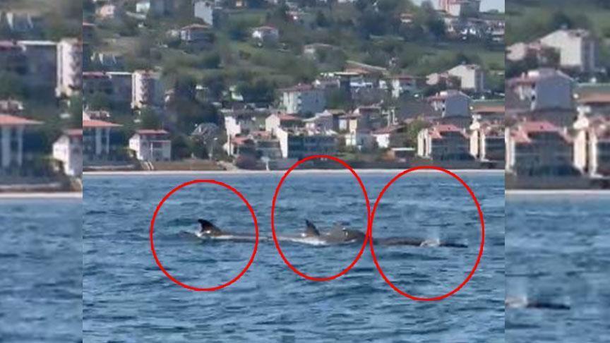 Yer: Tekirdağ! Denizin ortasında sürü halinde görüldüler