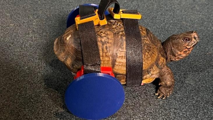 Bacaklarını kaybeden kaplumbağaya 3D yazıcıyla çözüm