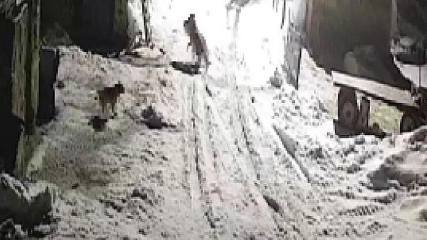 Kars’ta şoke eden olay! Köye inen kurtlar tarafından alınıp götürüldü