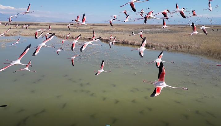 Kayseri’de flamingo şöleni: Hürmetçi ve Sultan Sazlığı’nda binlerce kuş görüntülendi