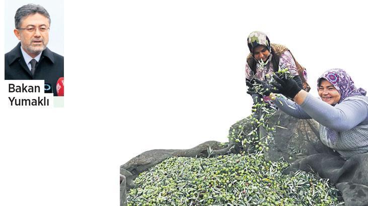 Zeytin için iklim krizine uyum haritası