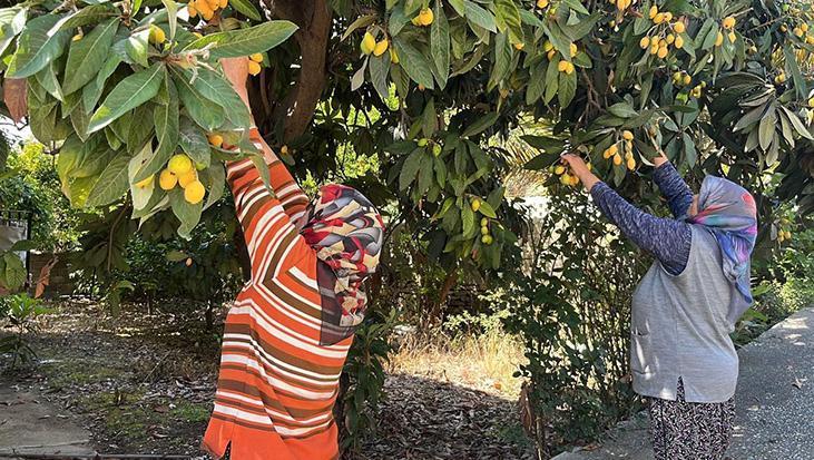 Antalya’da dikkat çeken olay! Kimse almayınca tonlarca meyveyi ücretsiz dağıttı: Poşetini alan bahçeye koştu