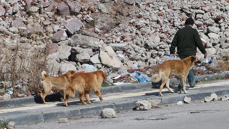İstanbul Valiliği'nden belediyelere 'sahipsiz köpek' talimatı
