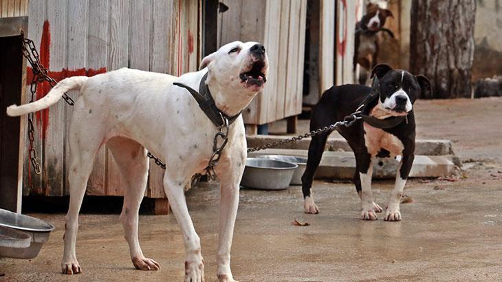 Köpek ısırdı, hayatı değişti! Mahkemeden rekor tazminat