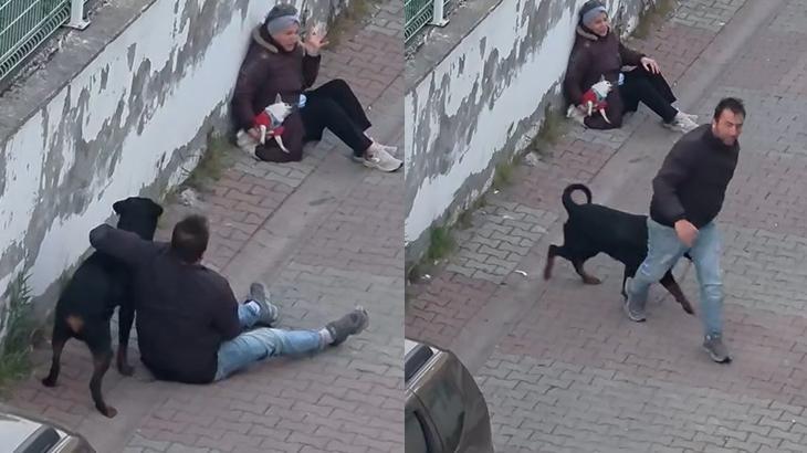 Ümraniye’de ağızlıksız gezdirilen rottweiler, küçük ırk köpeğe saldırdı!