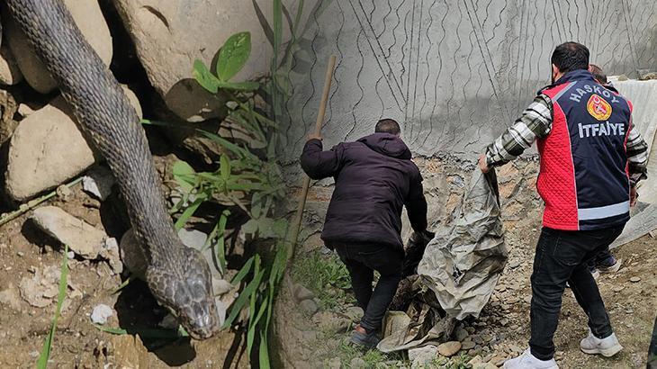 3 metrelik dev yılan evin altına yuva yaptı, belediye harekete geçti: Aileme zarar verecek diye korkuyoruz