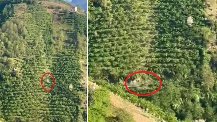 Giresun'da korkunç görüntü! 400 metre boyunca taklalar atarak yamaçtan yuvarlandı