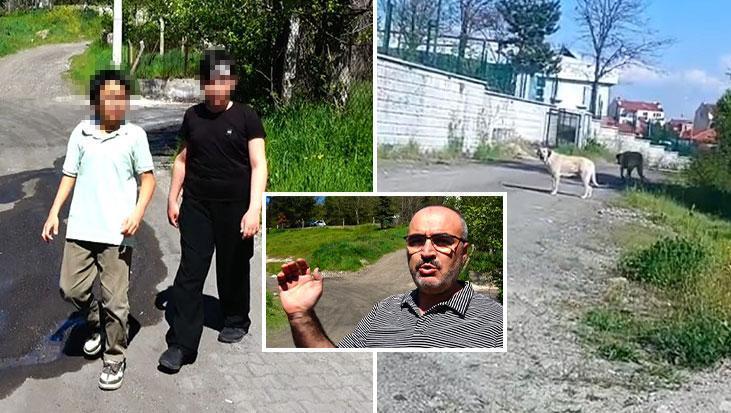 Köpeklerden kaçarken yaralanan arkadaşını kaderine terk etmedi! Küçük kahraman yaralı dostunu sırtında taşıdı