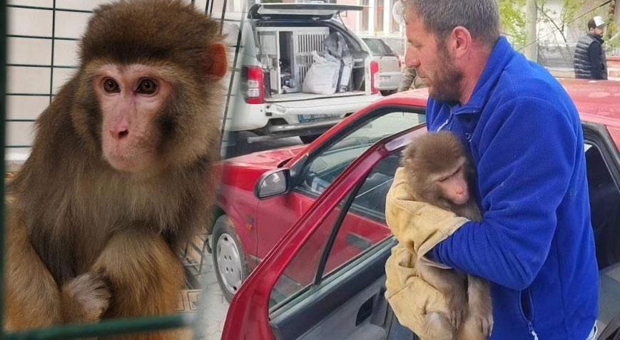 Köy yolunda büyük şok! Rhesus maymunu Yozgat’ta ortaya çıktı