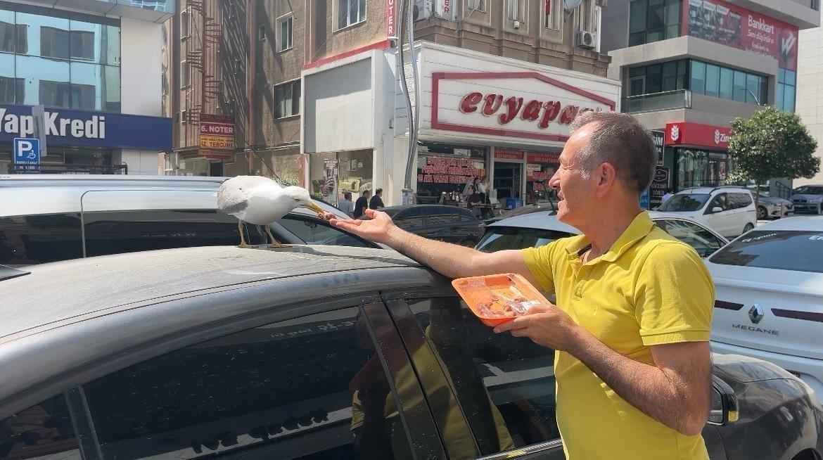 Gebze'de esnafın beslediği martı 'Pamuk' mahallenin maskotu oldu! Her gün aynı saatte geliyor