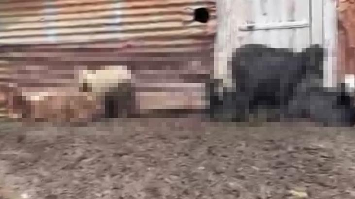 Onlarca hayvan telef olmuştu! Adana'daki gizemli ölümlerin nedeni belli oldu!