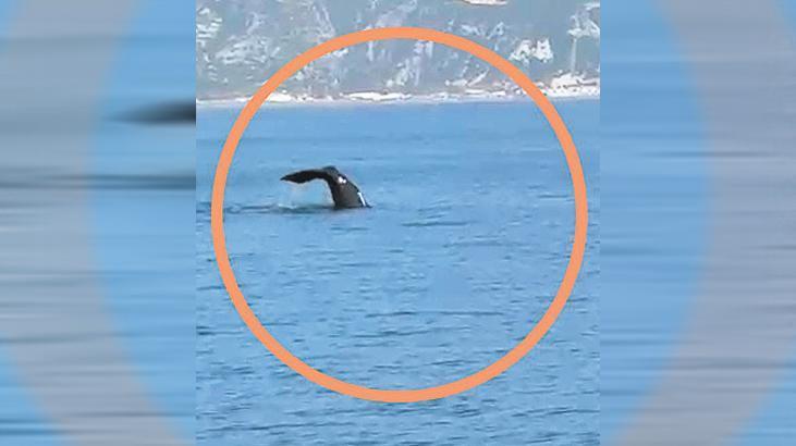 Samandağ’da balina sürprizi! Beslenmek ve sıcak etkisi