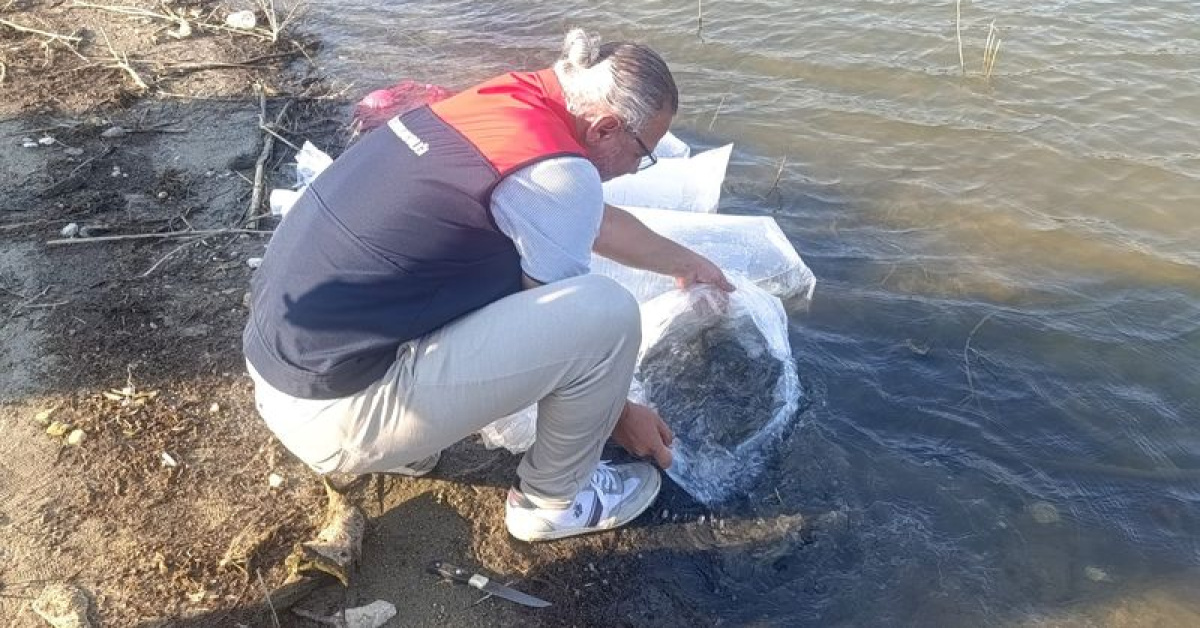 Buldan’da göletlere 80 bin yavru balık bırakıldı