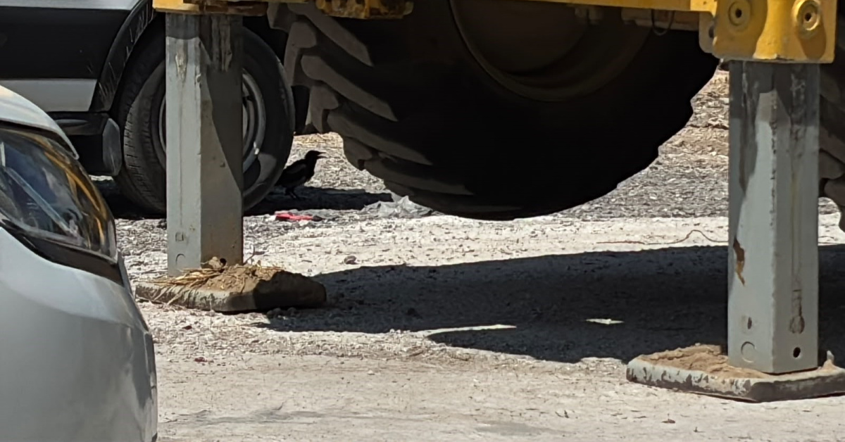Minibüs altında serinleyen saksağan kamerada