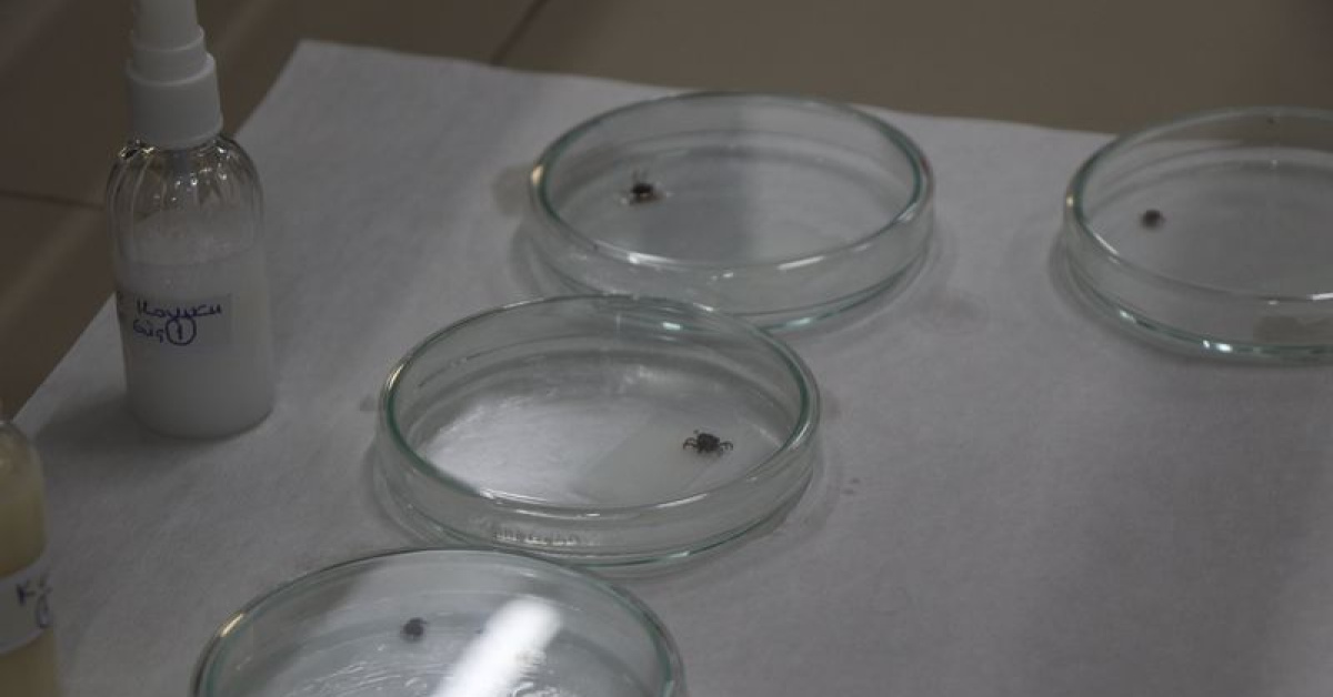 Ordu’da kene tutunan kadın Sivas’ta vefat etti