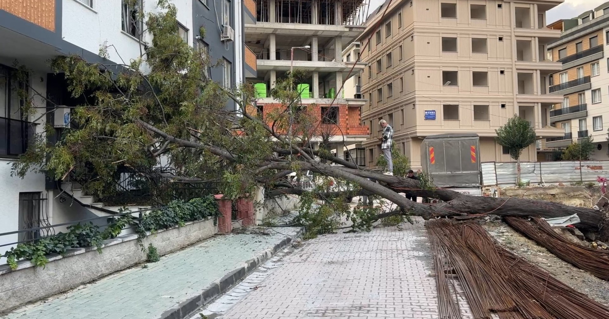 Dev ağaç devrildi, kıl payı kurtuldu!